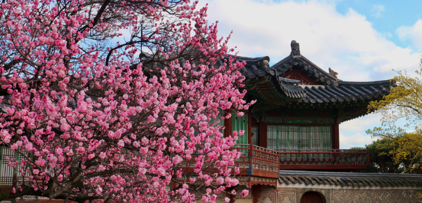 Discover Korea Spring 6D5N