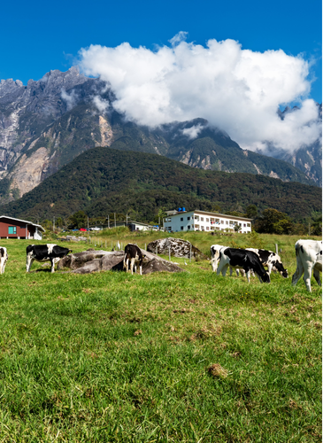 KK-Kundasang 3D2N (10 Pax)