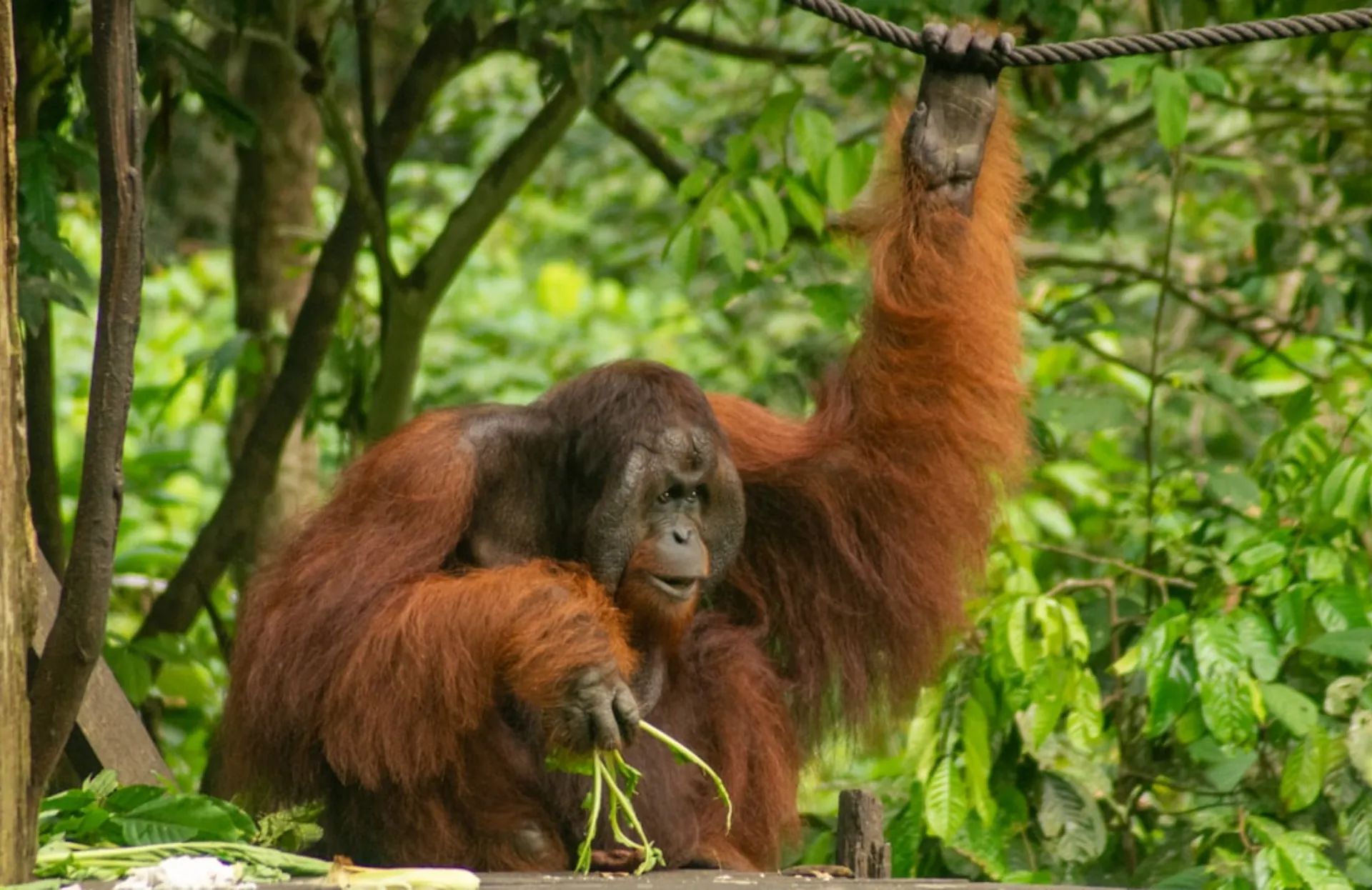 Wildlife